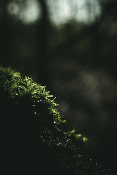 Moss close-up in the morning light by Jan