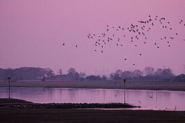 Dansende vogels boven het water by Leon Eikenaar
