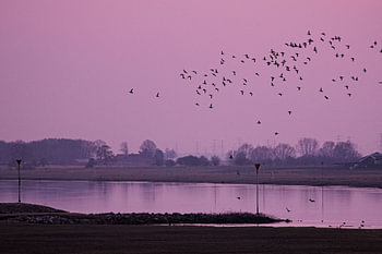 Dansende vogels boven het water