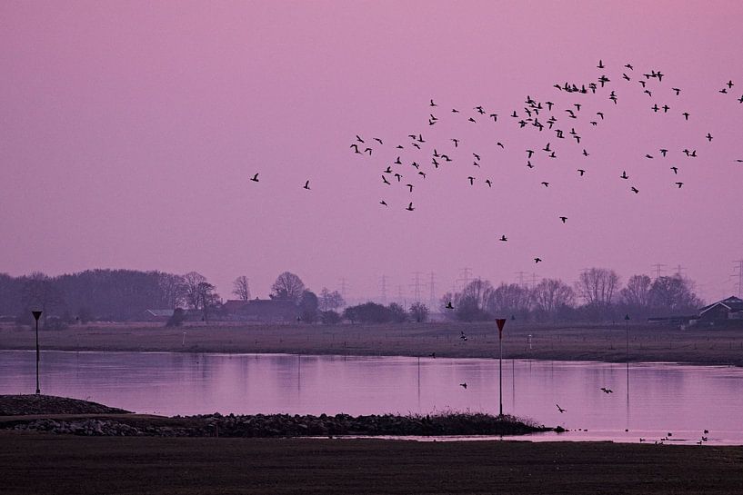 Dansende vogels boven het water par Leon Eikenaar