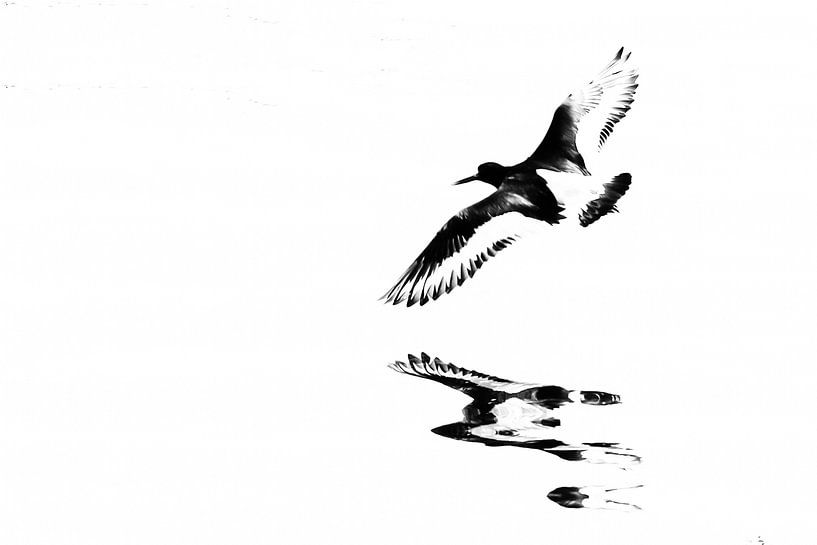 Scholekster in de vlucht boven het water (rechthoek) van Fotografie Jeronimo