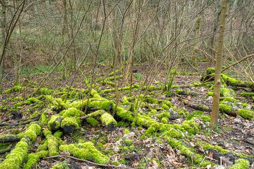 de la mousse sur du bois mort