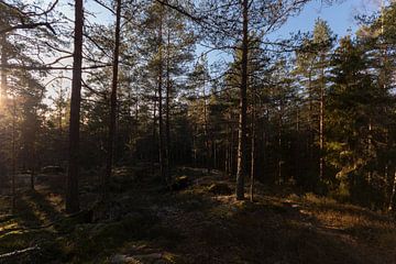 Bos midden in Zweden van Fabio Holkema