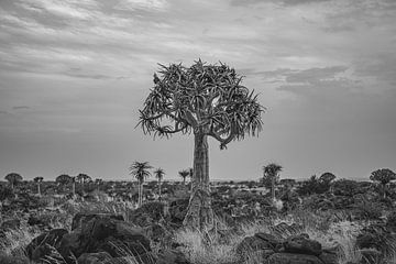 Quiver tree in Namibia, Africa by Patrick Groß