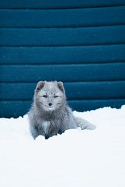 Arctic fox by Rafaela_muc