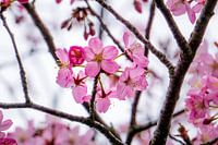 Radiant pink