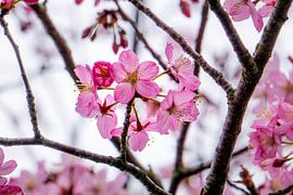 Radiant pink by Working Waves