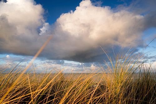 Coastal landscape in the Dutch dunes