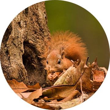 Eekhoorn eet nootje zittend tussen herfstbladeren van Natuurels