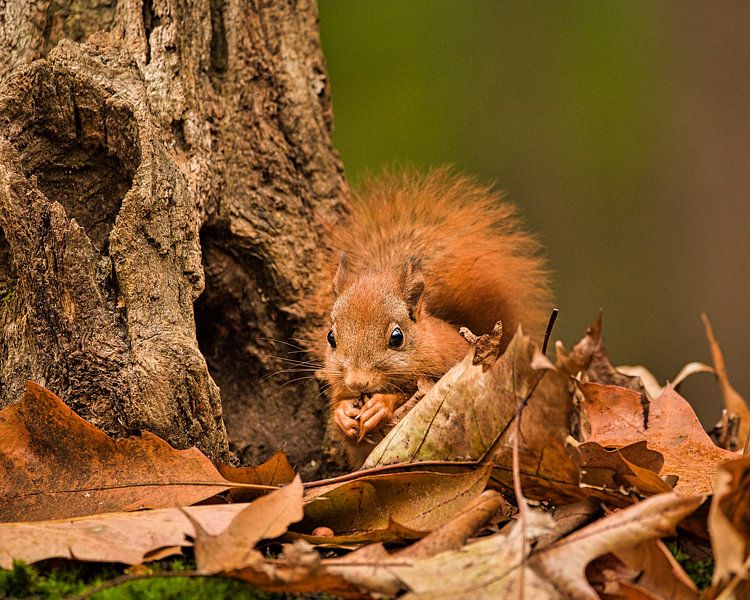 Eichhörnchen frisst Nuss zwischen den Herbstblättern sitzend von Natuurels