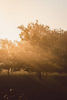 Golden sunbeams at sunrise