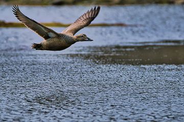 Flying Eider Duck by Kai Müller