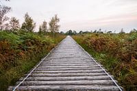 wandelbrug bij natuugebied de grote peel.