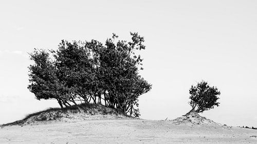Bomen boven stuifzand in Loonse en Drunense duinen