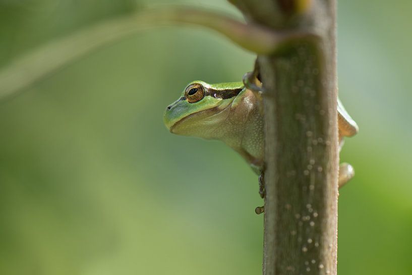 Tree frog by Virginie Van Baelen