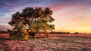 Baum in Heideland bei Sonnenuntergang