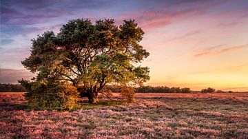 Boom in heideveld bij zonsondergang