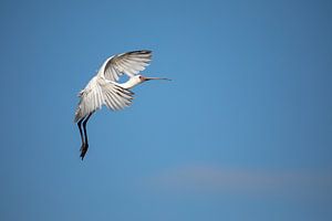 Verlangsamen - fliegender Vogel von Sharing Wildlife