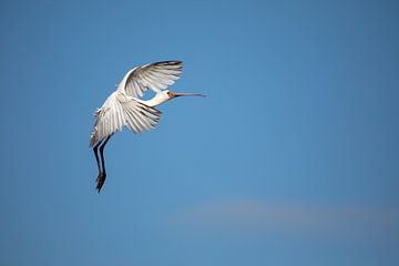 Slowing down - bird in flight by Sharing Wildlife