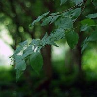 Dromerig groen