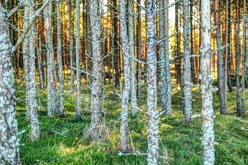 Wicked forest. Herfst in Europa van Yevgen Belich