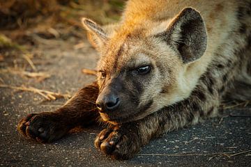 vermoeide hyena