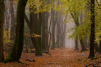 The dancing trees