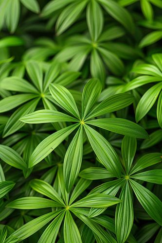 Close-up van Groene Bladeren met Schaduwspel