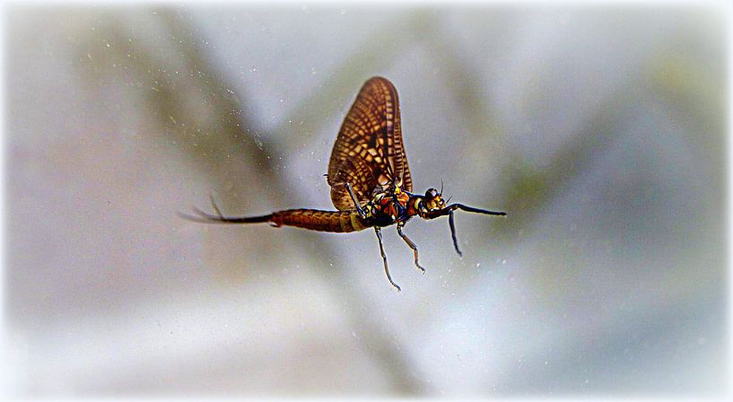 Verdwaalde Libelle - Lost Dragonfly  by Esther Kamminga