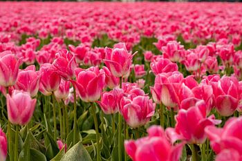 Tulip field (2)