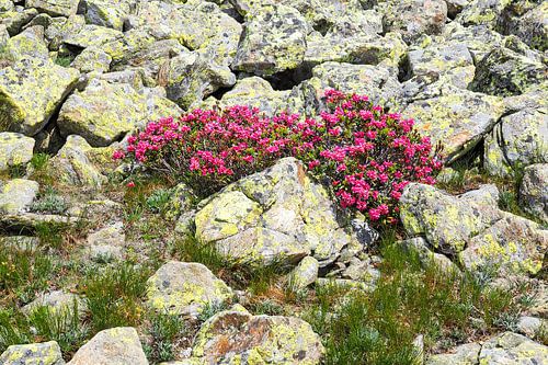 De Vinschgauer bergen in Zuid-Tirol laten zich in het voorjaar zien met alpenbloemen, wollegras en een fris berglandschap. Een indrukwekkende combinatie van natuurlijke diversiteit en alpenweiden.