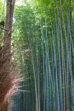 bamboo von ton vogels