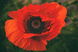 Roter Mohn - Mohnblüte