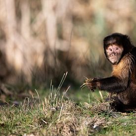Yellow-breasted capuchin monkey by Jonno Verheul