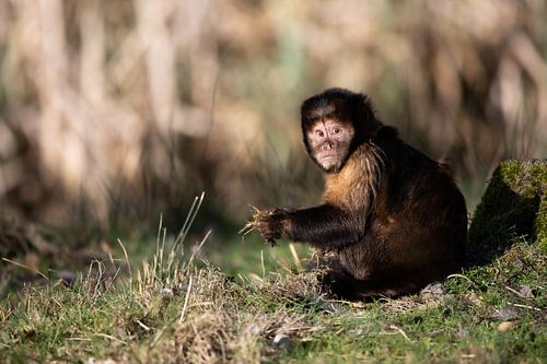 Gelbbrustkapuzineraffe von Jonno Verheul