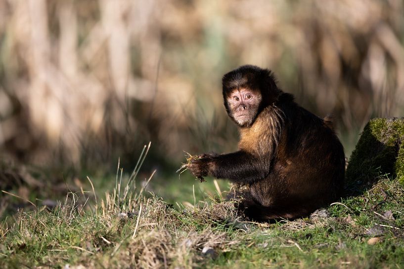 Singe capucin à poitrine jaune par Jonno Verheul