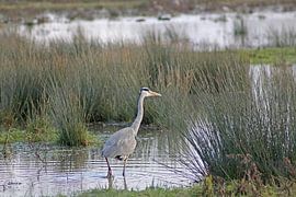 Ein Graureiher sucht entlang der Sandbänke des Haringvliet nach Nahrung von Heleen Sandee