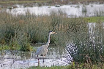 A grey heron searches for food along the sandbanks of the Haringvliet