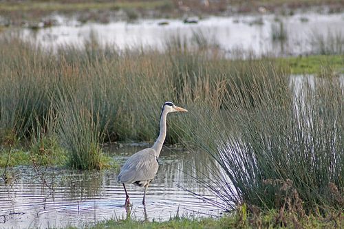 A grey heron searches for food along the sandbanks of the Haringvliet
