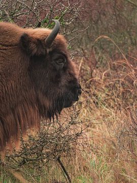 Wisent van de zijkant van Andre Bolhoeve