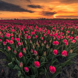 eerste tulpen veld in west-friesland van peterheinspictures