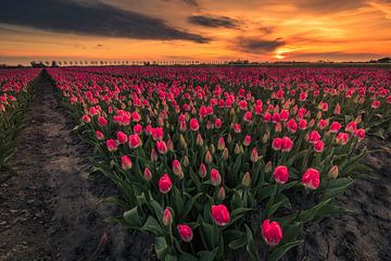 eerste tulpen veld in west-friesland