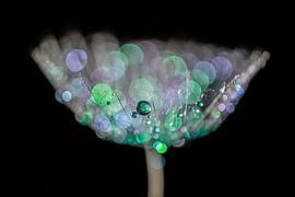 Gouttelettes d'eau colorées sur une peluche sur Bert Nijholt