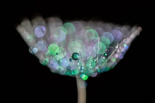 Gekleurde waterdruppels op een pluis