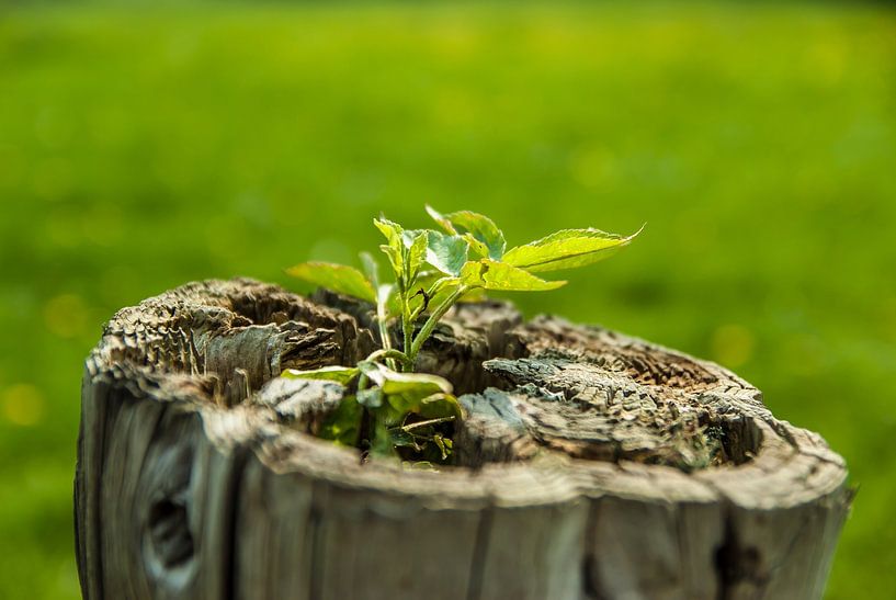New life in dead wood 2) by Norbert Sülzner