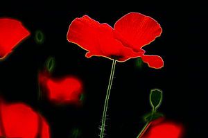 Mohn in Schwarz