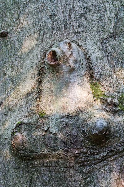 Nature Art by rene marcel originals