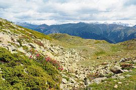 Die Vinschgauer Berge in Südtirol zeigen sich im Frühling mit alpinen Blüten, Wollgras und frischer Berglandschaft. Eine eindrucksvolle Kombination aus Naturvielfalt und alpiner Weite. von Miriam Schwarzfischer Fotografie