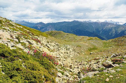 De Vinschgauer bergen in Zuid-Tirol laten zich in het voorjaar zien met alpenbloemen, wollegras en een fris berglandschap. Een indrukwekkende combinatie van natuurlijke diversiteit en alpenweiden.
