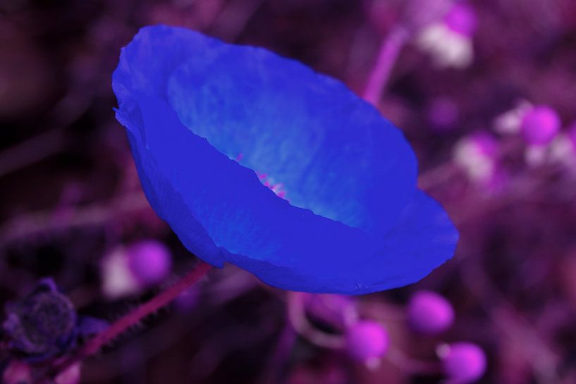 Blaumohn  von Cora Unk